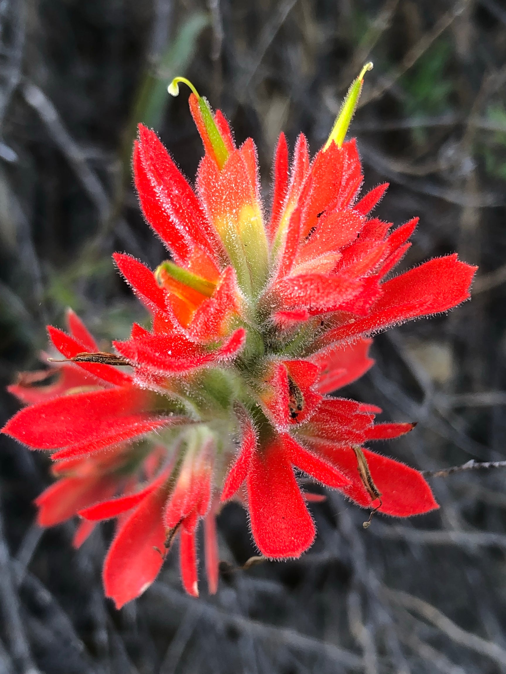 Indian Paintbrush Flower seed (Castilleja Affinis) Starfish Honey