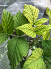 Raspberry Leaf