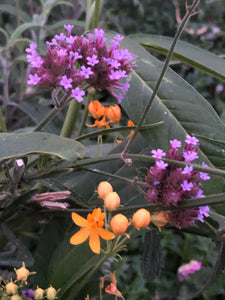 Blue Brazilian Vervain seed