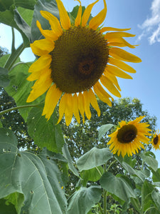 Sunflower - Mongolian Giant seeds