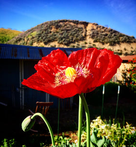 Poppy P. Somniferum (Wizard of Oz)