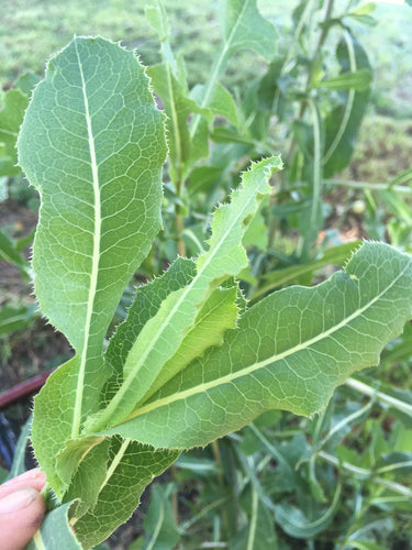 Prickly Lettuce Seed (Lactuca Virosa)