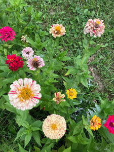 Zinnia (Peppermint Stick) seed