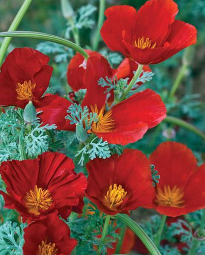 California Poppy - Red Mikado  (Eschscholzia californica) seed