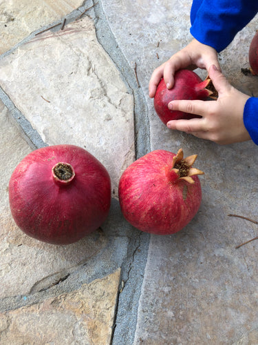 Pomegranate Seeds