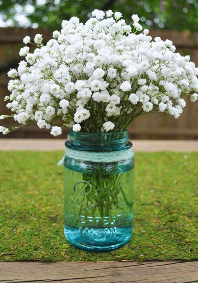 planting baby's breath seeds Baby’s Breath Seed (Gypsophila)
