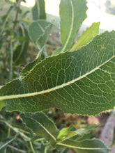 Prickly Lettuce (Fresh)