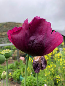 Poppy P. Somniferum (Midnight Black)