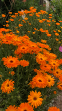 Calendula - Heirloom Sunburst