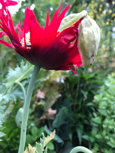 Poppy P. Somniferum (Turkish Flame)