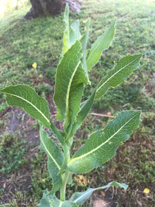 Prickly Lettuce Seed (Lactuca Virosa)