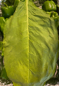 Tobacco (Connecticut Broadleaf) seeds