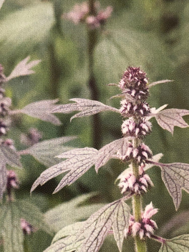 Motherwort (Leonurus Cardiaca) Seed