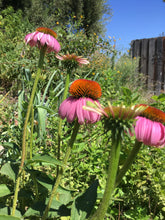 Echinacea Seed