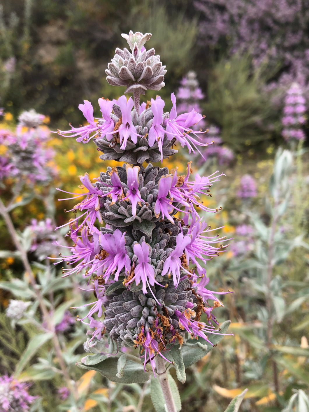 Sage (Salvia Leucophylla) Giant Gray