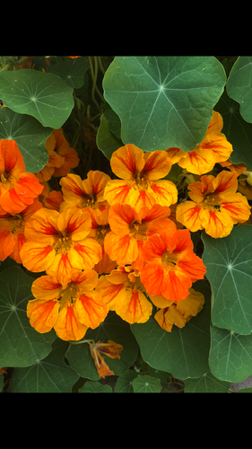 Nasturtium (Carnivale) Seed