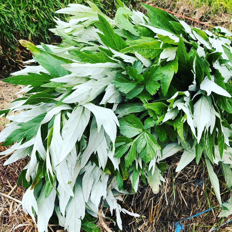 mugwort plant seeds Mugwort Seed (Artemisia Vulgaris) – Starfish Honey