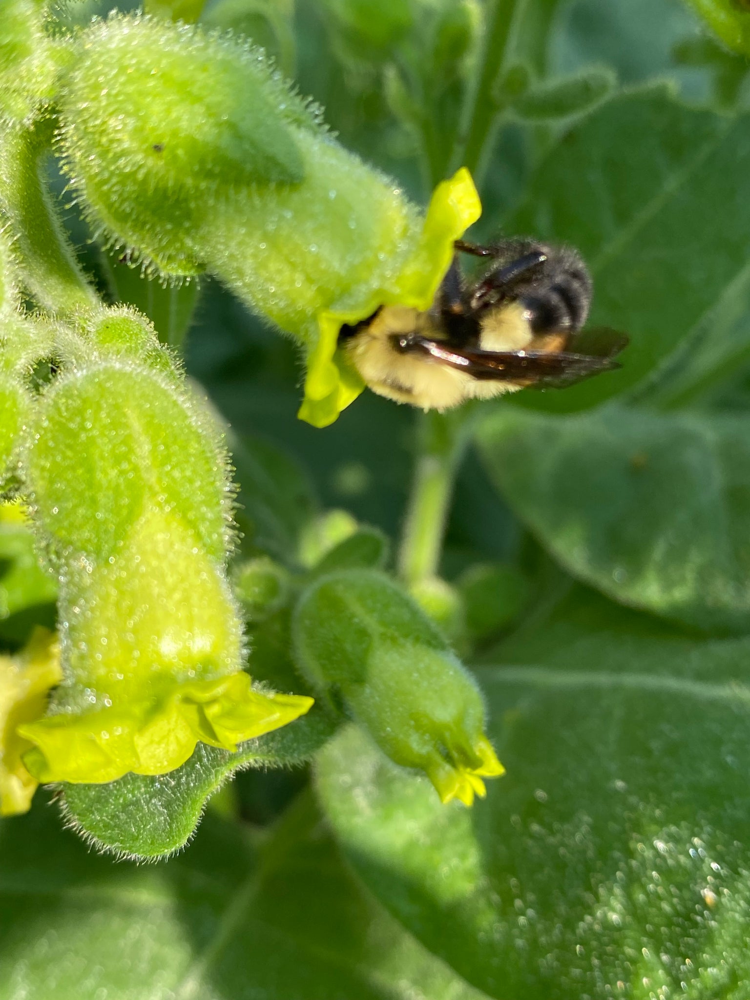 hopi tobacco seeds Rustica making it a resilient choice for gardeners Tobacco-Hopi Hardy Seeds