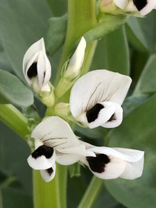 Windsor Broad Beans