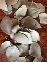 Eucalyptus (Dried)