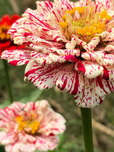 Zinnia (Peppermint Stick) seed