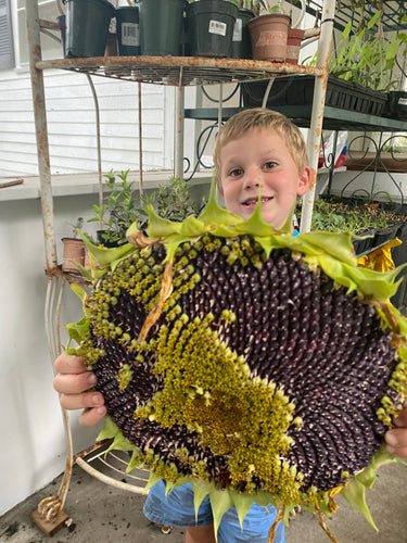 Sunflower - Mongolian Giant seeds