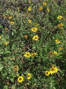 California coastal sunflower seed