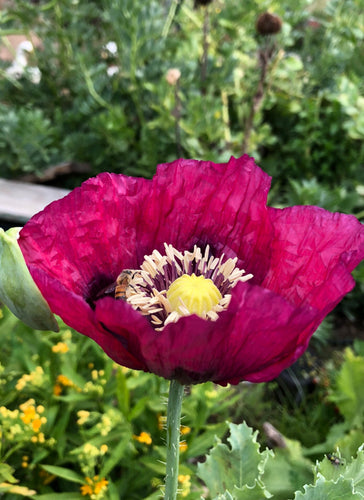 Poppy - P. Somniferum (Lauren’s Grape)