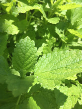 Lemon Balm (Fresh and Dried)