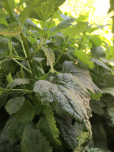 Lemon Balm (Fresh and Dried)