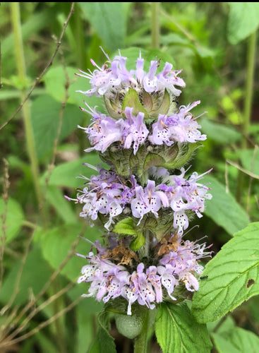 Downy Pagoda Mint (Wild Landrace) Seed