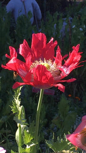 Poppy - P. Somniferum Heirloom Collector’s Bundle