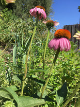 Echinacea Seed