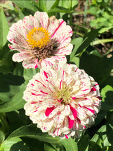 Zinnia (Peppermint Stick) seed