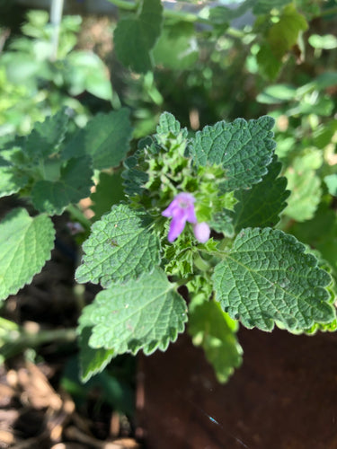 Horehound (Black) Balotta Nigra seed