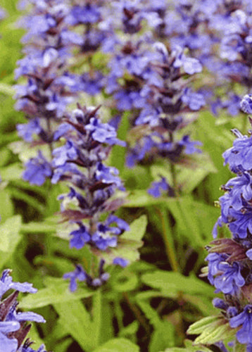 Sage - Azure Blue (Salvia Azurea)