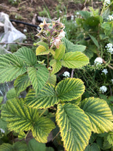 Raspberry Leaf