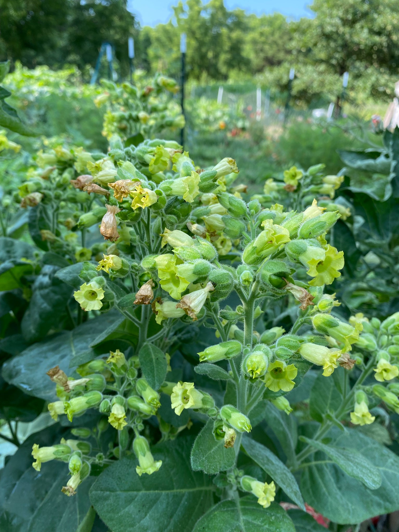 tobacco horn worms Tomato and Tobacco Hornworms tobacco horn worms Tomato and Tobacco Hornworms