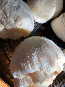 Lion’s Mane Mushroom Tea