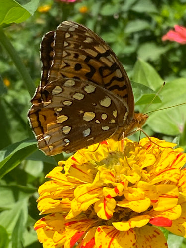 Zinnia (Peppermint Stick) seed