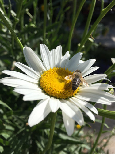 Shasta Daisy Seeds