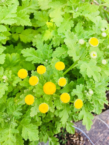 Tansy Seed Tanacetum Vulgare