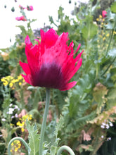 Poppy P. Somniferum (Turkish Flame)