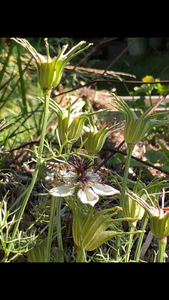 Nigella Hispanica seed 25 ct