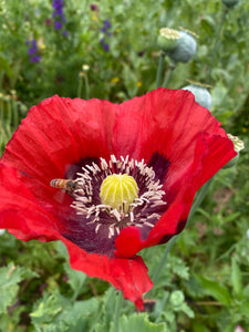 Graines De Papaver Somniferum à Haut Taux De Maroc - Foto 5