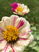 Zinnia (Peppermint Stick) seed