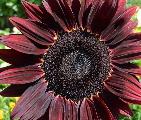 Sunflower - Cherry Cordial – Starfish Honey
