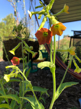 Nicotiana Alata (Pink Flower Tobacco)