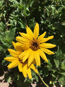 California coastal sunflower seed