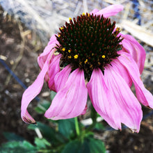 Echinacea Flower Heads - whole